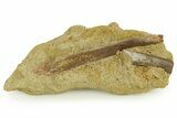 Hadrosaur (Edmontosaurus) Tendons in Sandstone - Wyoming #283689-1